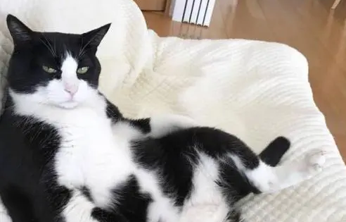 奶牛猫真的养不熟 奶牛猫真的养不熟