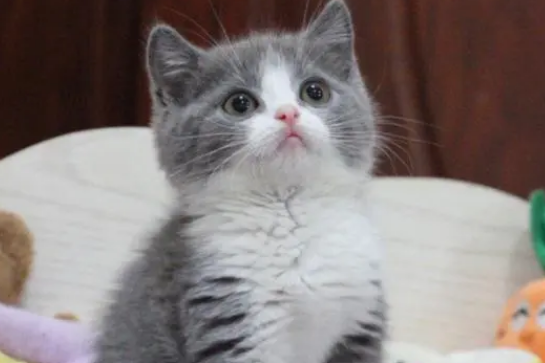 蓝猫能吃人吃的食物吗?为什么呢? 蓝猫能吃人吃的食物吗?为什么呢?