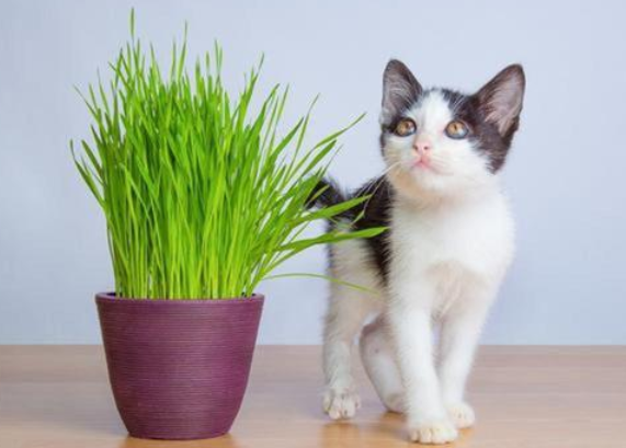 猫咪为什么老爱抓植物呢