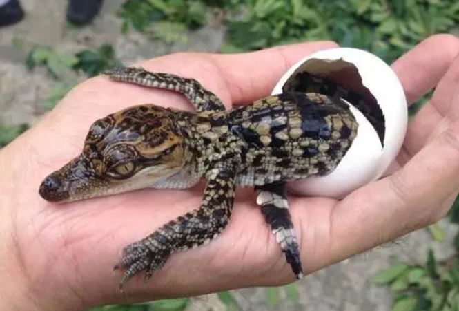 宠物鳄鱼苗哪里有卖 宠物鳄鱼苗哪里有卖