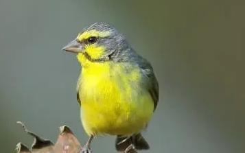 吉达鸟好养吗