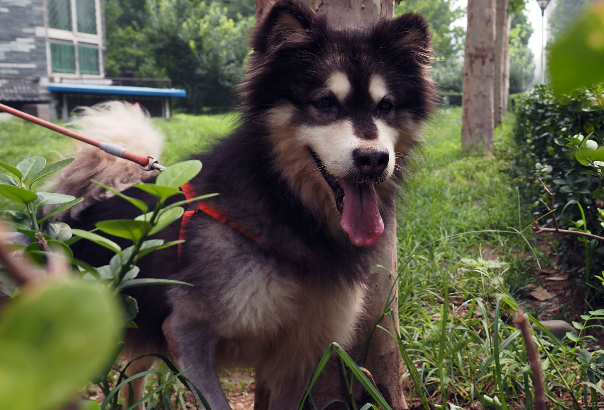 阿拉斯加雪橇犬母犬什么时候发情？护理心得来啦。