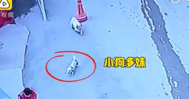 狗狗失踪7年后回家主人煮饺子庆团圆,网友:万物皆有灵 狗狗失踪7年后回家主人煮饺子庆团圆,网友:万物皆有灵