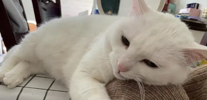 猫咪不理人了是为什么原因 猫咪不理人了是为什么原因