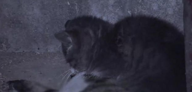 小猫带路人来到一条小巷,求路人救救它妈妈 小猫带路人来到一条小巷,求路人救救它妈妈