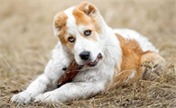 中亚牧羊犬怎么训练上厕所?看这~