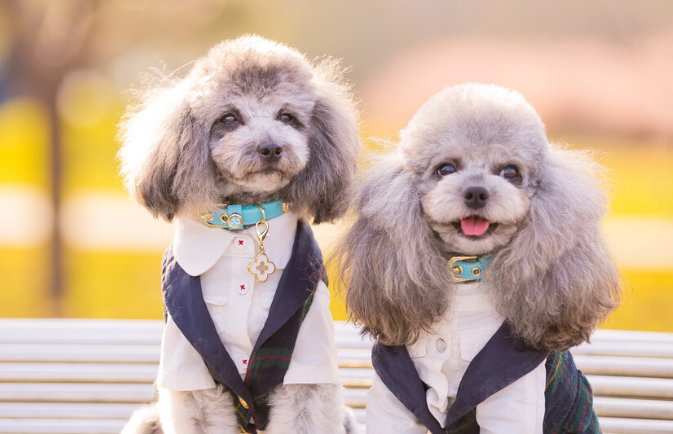 贵宾犬和泰迪哪个好一点呢