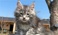 缅因猫会欺负其他猫吗