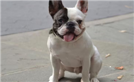 法斗犬多少钱一只幼崽