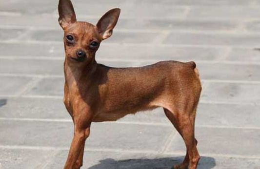 两个月小鹿犬怎样保暖？这样做准没错！