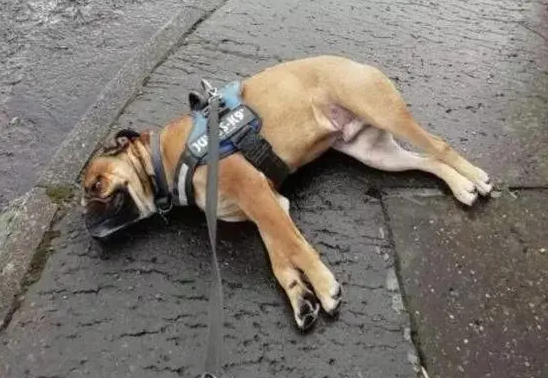 狗狗突然倒下是什么原因引起的