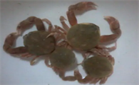 豆豆蟹寿命多长