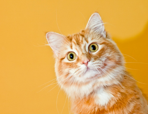 有橙色眼睛的猫咪是为什么