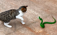 猫怕大型的蛇吗