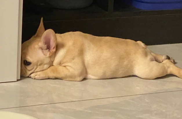 狗狗睡觉磨牙正常吗 狗狗睡觉磨牙正常吗