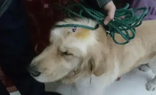 为什么狗狗头上有疤痕呢