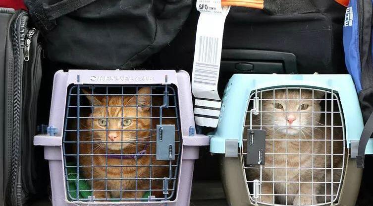 宠物猫怎么托运安全可靠 宠物猫怎么托运安全可靠