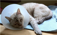 猫内脏出血会自愈吗