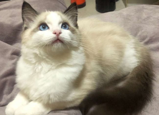 为什么布偶猫的价格不一样呀