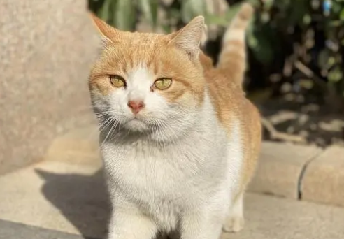橘猫叫什么名字好听又可爱一点 橘猫叫什么名字好听又可爱一点