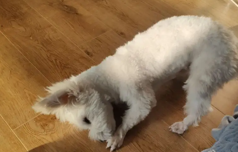狗狗为什么一直蹭沙发蹭墙呢