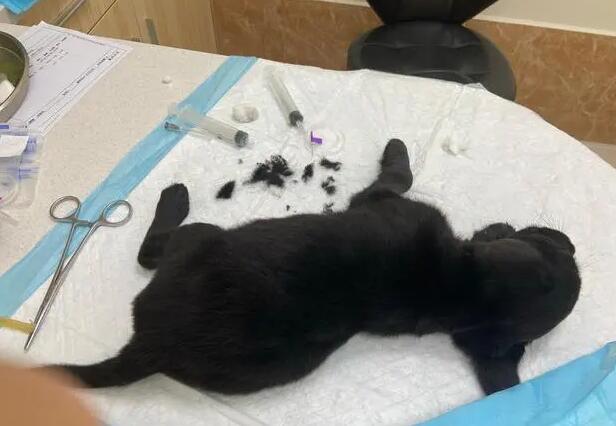 狗狗得了犬瘟自救方法