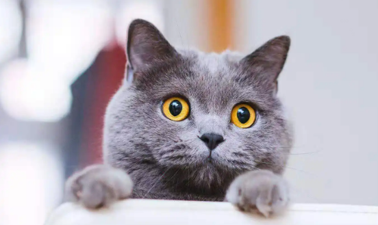 蓝猫的寿命有多长时间？来看看吧