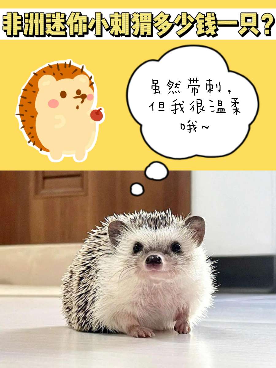 非洲迷你小刺猬多少钱一只？萌宠界的德古拉-宠物网