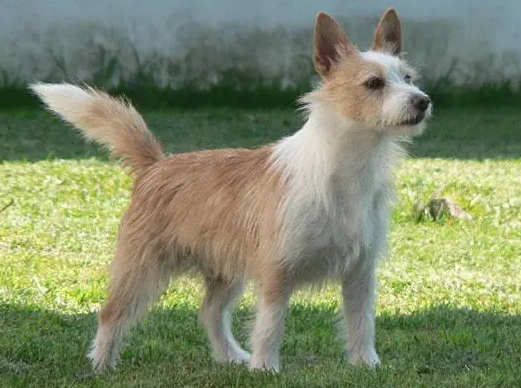 葡萄牙波登可犬肠炎症状是什么？来看看吧