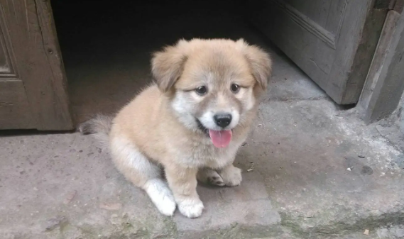 耳朵趴着的土狗是什么狗 耳朵趴着的土狗是什么狗