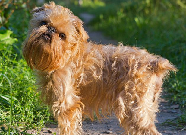 今日科普：布鲁塞尔格里芬犬细小常见症状有什么？