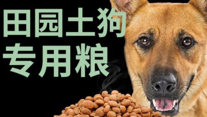 中华田园犬如何配狗粮好吃