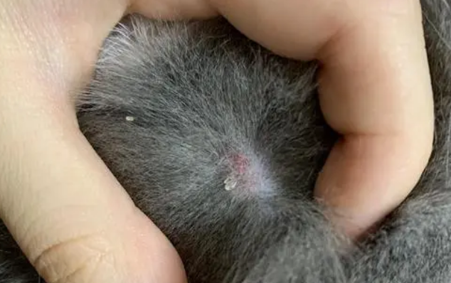 怎么判断是不是猫藓