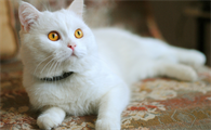 白猫是啥品种的猫