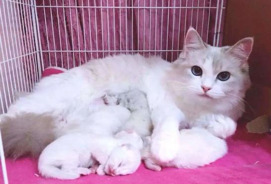 正在哺乳期的猫会怀孕吗 正在哺乳期的猫会怀孕吗