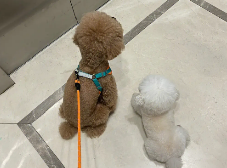 为什么电梯里禁养狗狗 为什么电梯里禁养狗狗
