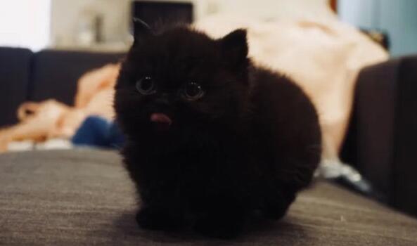 英短纯黑矮脚猫多少钱
