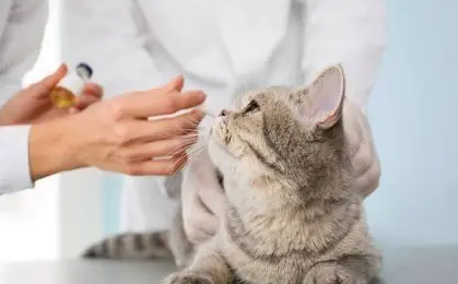 给猫打疫苗要花多少钱 给猫打疫苗要花多少钱