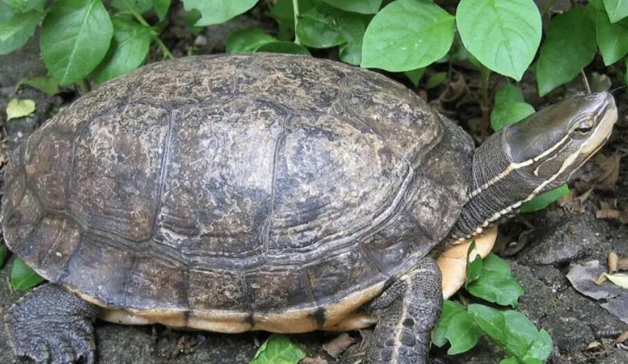 齿缘龟可以陆养吗?是否具备陆生特征? 齿缘龟可以陆养吗?是否具备陆生特征?