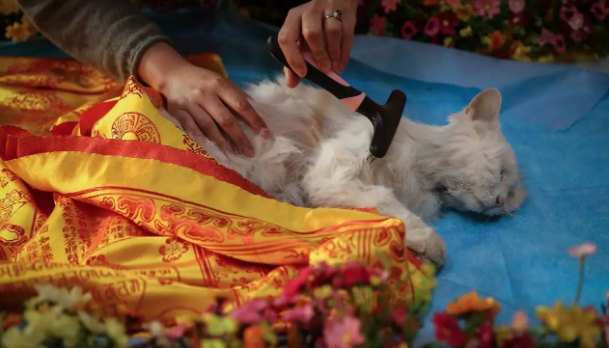 猫咪殡葬有讲究吗 猫咪殡葬有讲究吗