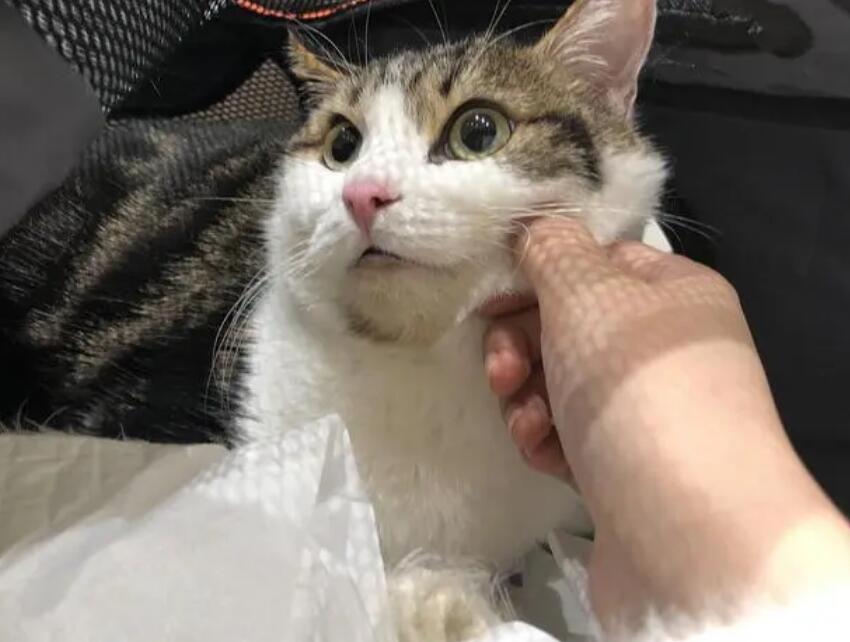 猫丢了可以报警吗 猫丢了可以报警吗