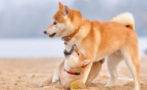 为何湖南人喜爱养柴犬?柴犬有什么优势? 为何湖南人喜爱养柴犬?柴犬有什么优势?