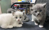 布偶猫跟蓝猫配种的小猫什么样子