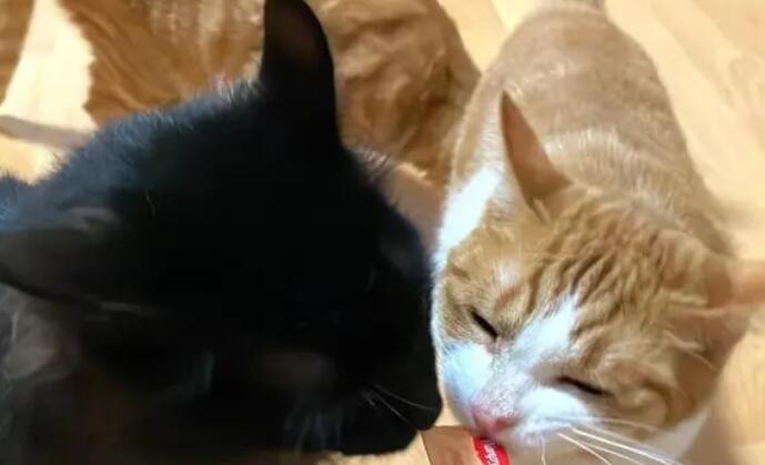 人吃猫条会死吗