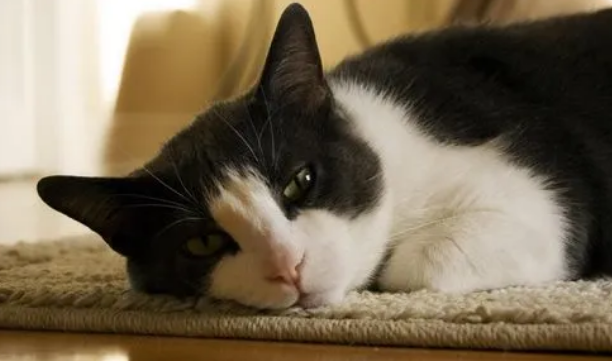 猫咪眼睛充血可以自愈吗 猫咪眼睛充血可以自愈吗