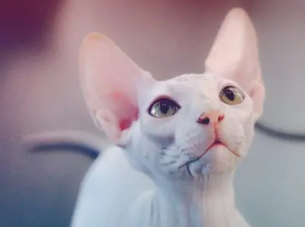 无毛猫怀孕多少天生产?来看这里~ 无毛猫怀孕多少天生产?来看这里~