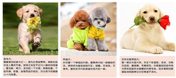 宠物简介怎么写