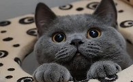 恐怖大蓝猫真实图片