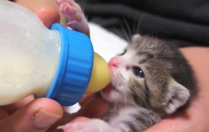 小奶猫喂奶的正确姿势？它来咯！