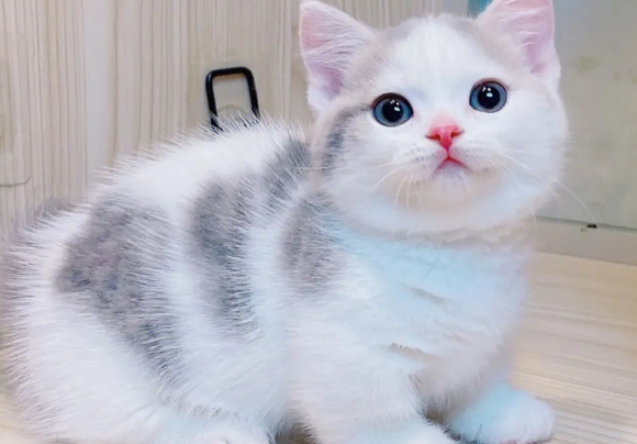 矮脚猫大概什么价位